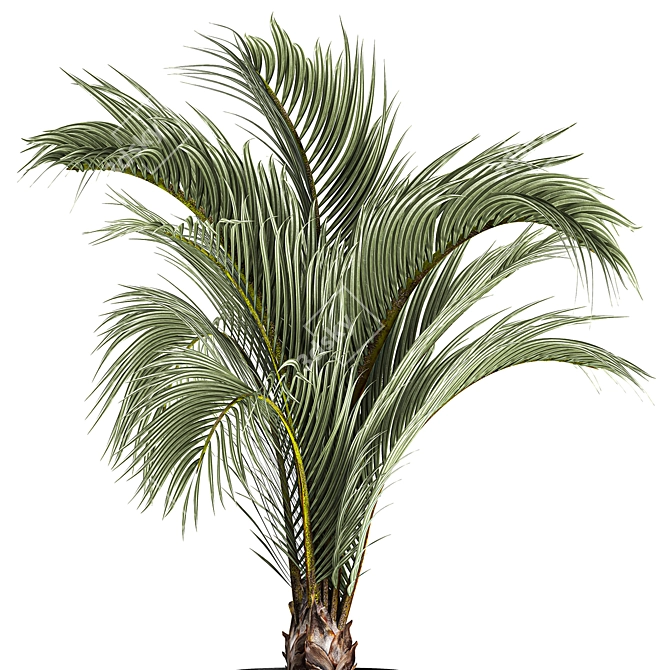 Areca Palm: Decorative Indoor Exotic 3D model image 4