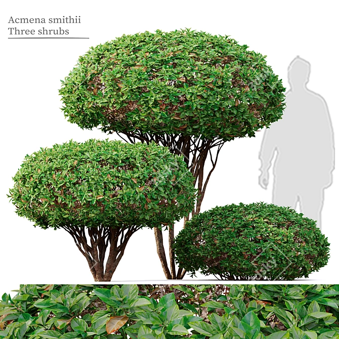 Syzygium Smithii: Vray and Corona Material Libraries in Archive 3D model image 1