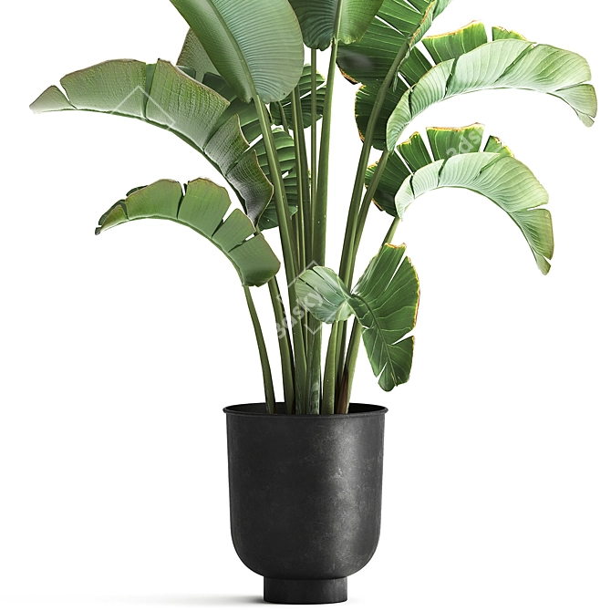 Tropical Plant Collection: Ravenala, Strelitzia, Banana Palm 3D model image 3