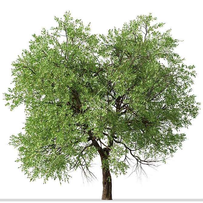 Osage Orange Tree Set (2 Trees) 3D model image 7