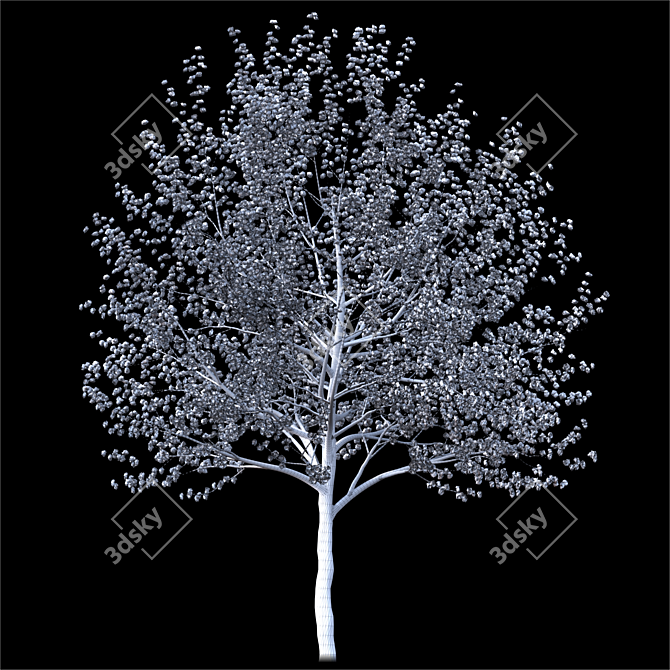 2014 Landscape Tree: 6m Height, Corona Render 3D model image 3