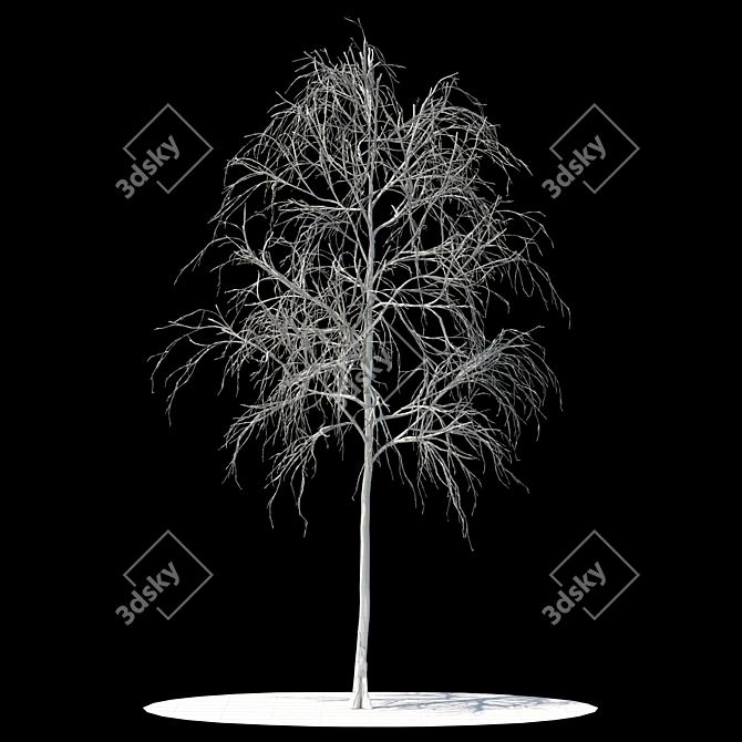 Snow-Covered Aspen Tree 3D model image 2