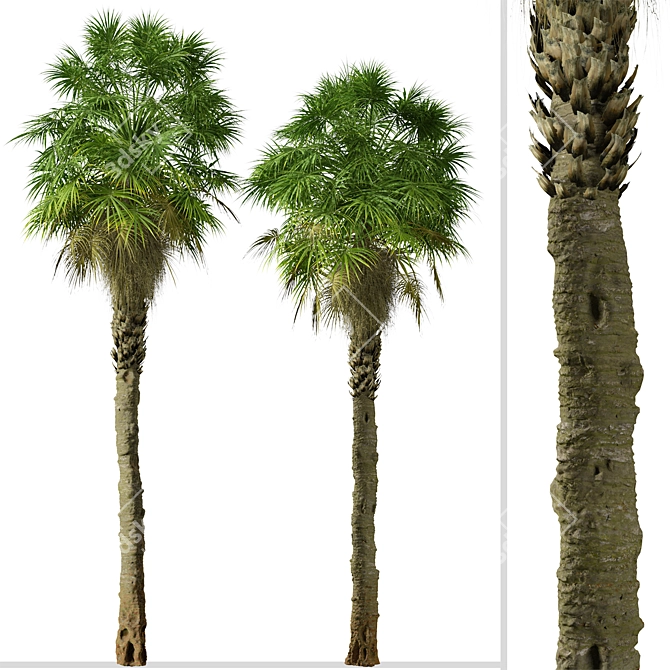 Coastal Carolina Palmetto Trees (2-Pack) 3D model image 2