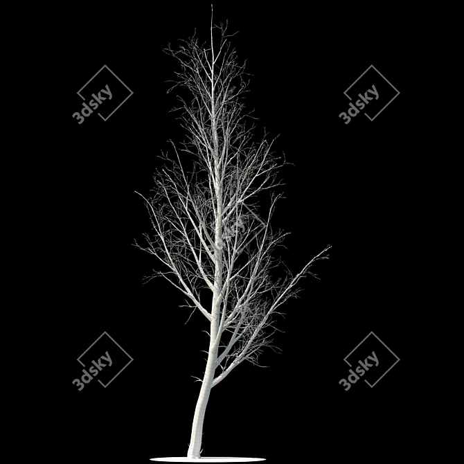 Snow-covered Poplar Tree Sculpture 3D model image 2