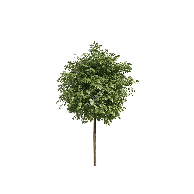 Lifelike Street Landscape Trees 3D model image 5
