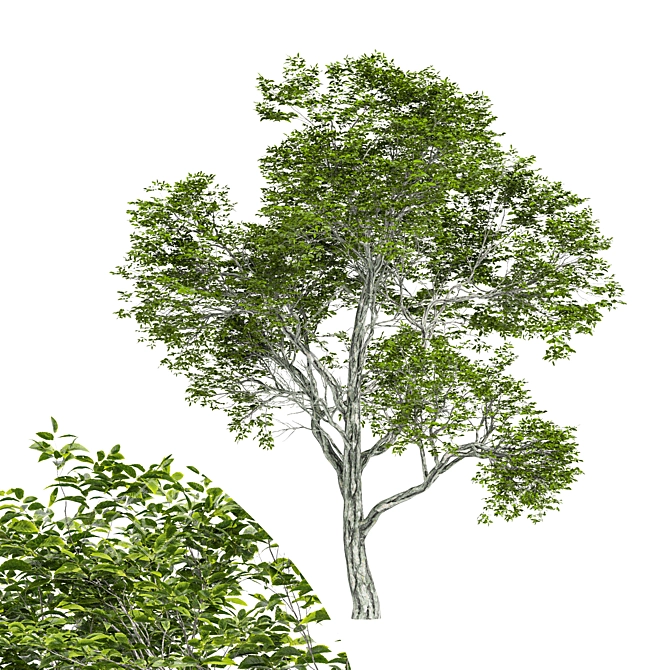 Varietal Quercus Tree: Download 3D Model 3D model image 1
