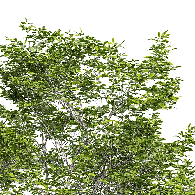 Varietal Quercus Tree: Download 3D Model 3D model image 2
