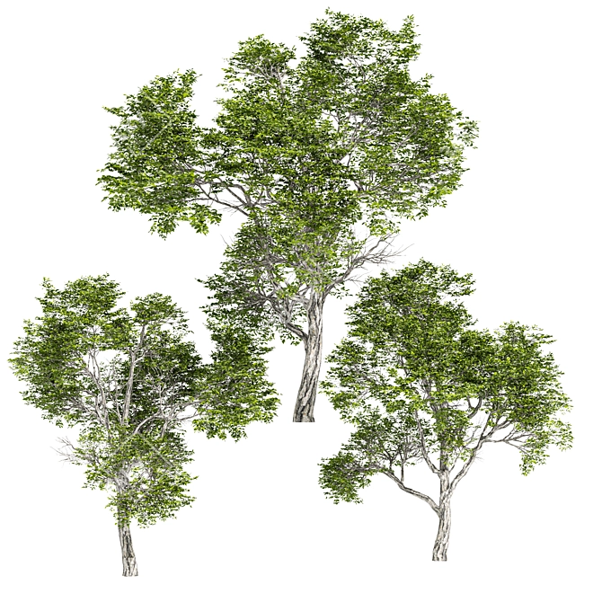 Varietal Quercus Tree: Download 3D Model 3D model image 3