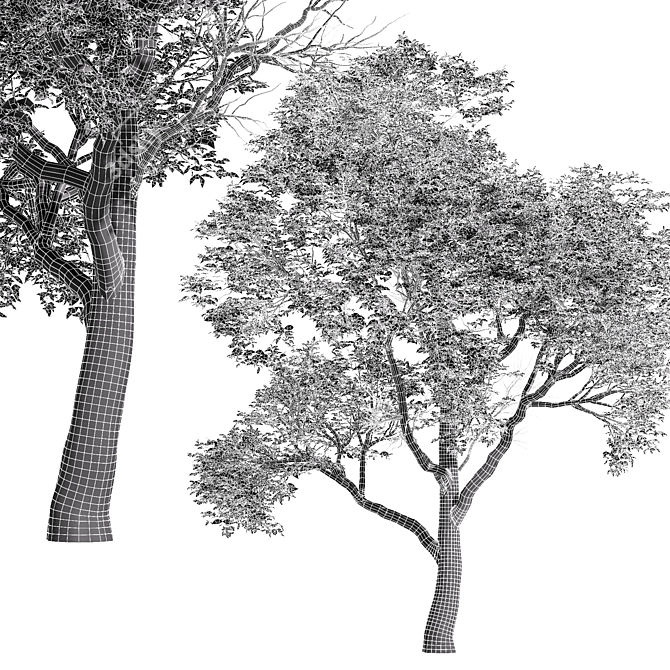Varietal Quercus Tree: Download 3D Model 3D model image 4