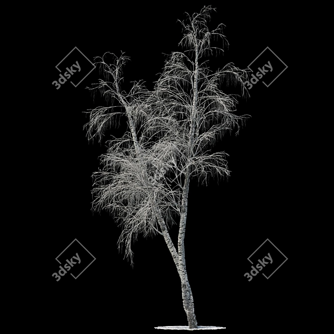 Snow-covered Birch Tree - 13.7m 3D model image 1