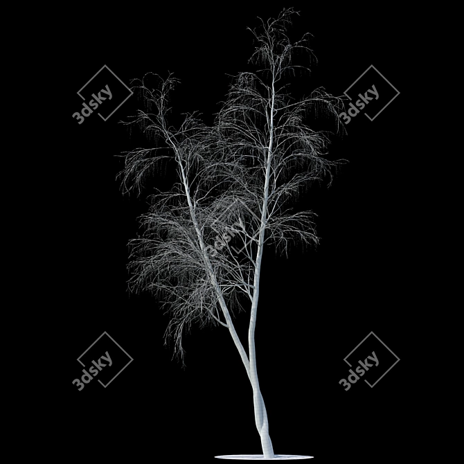 Snow-covered Birch Tree - 13.7m 3D model image 2