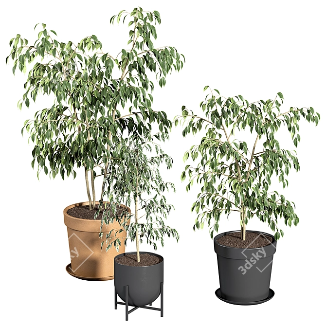 Ficus Benjamin Set: Vray & Corona Compatible 3D model image 7