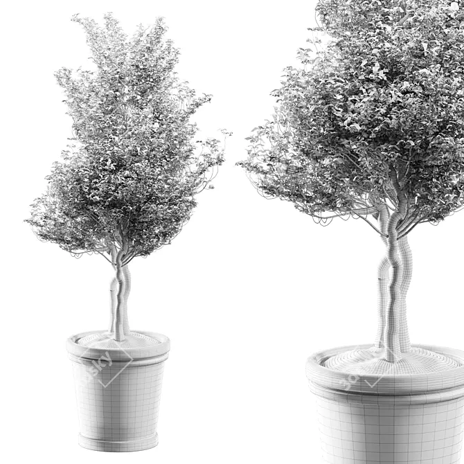 Potted Blossom Tree 3D model image 3
