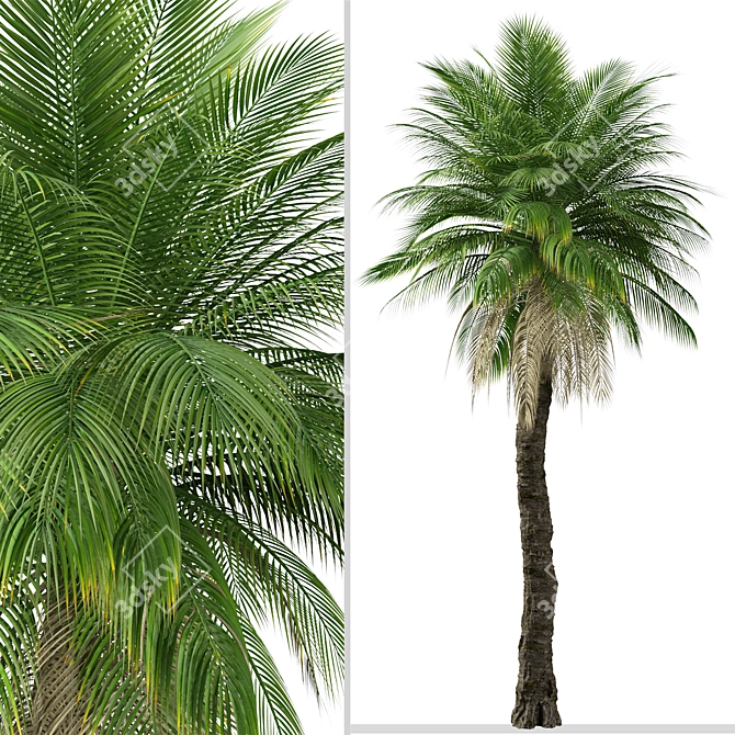 Cliff Date Palm Duo: Phoenix rupicola Trees 3D model image 2