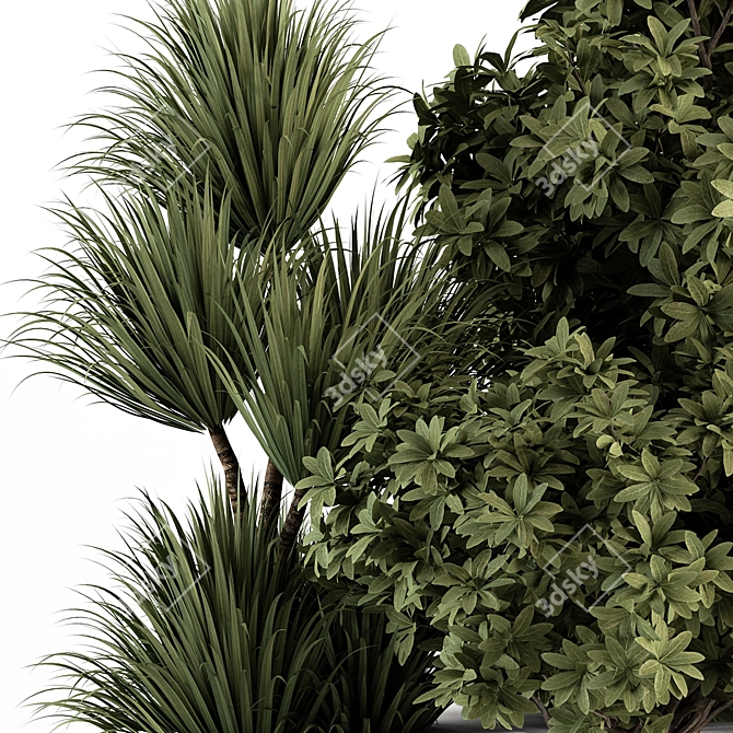 Tropical Box Tree Bush Set 3D model image 2