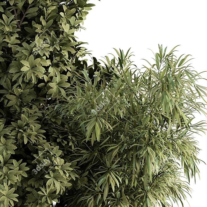 Tropical Box Tree Bush Set 3D model image 3