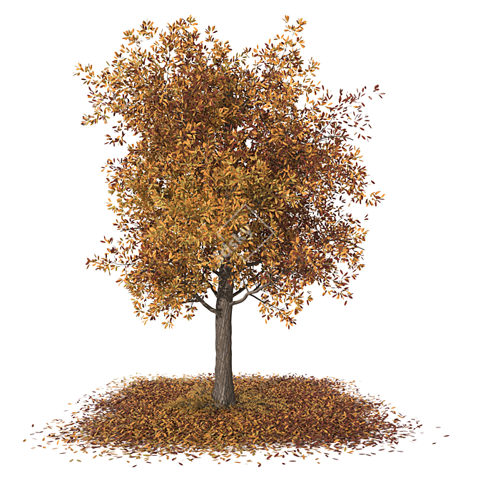 Autumn Butternut Tree 3D Model 3D model image 1