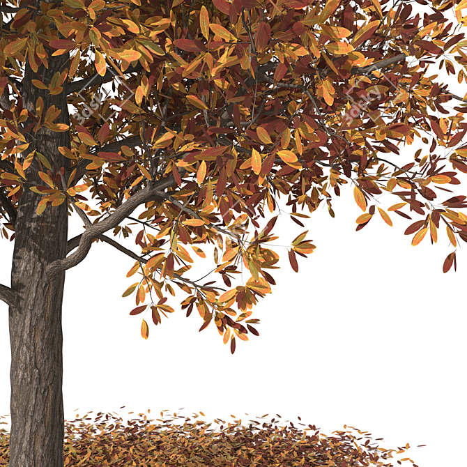 Autumn Butternut Tree 3D Model 3D model image 2