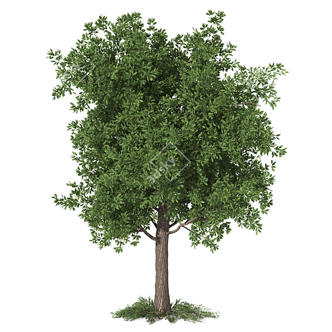  Majestic Butternut Tree Model 3D model image 1