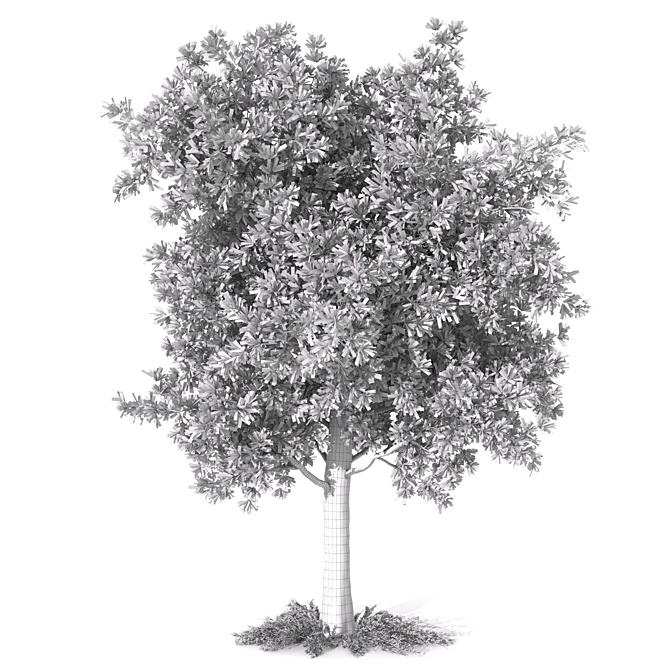  Majestic Butternut Tree Model 3D model image 3