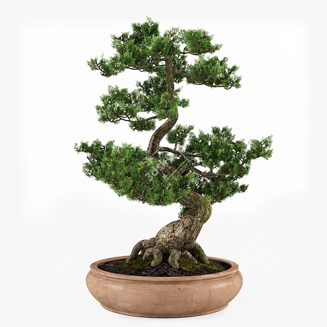 Miniature Bonsai Tree Replica 3D model image 2