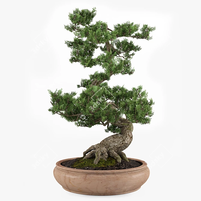 Miniature Bonsai Tree Replica 3D model image 3