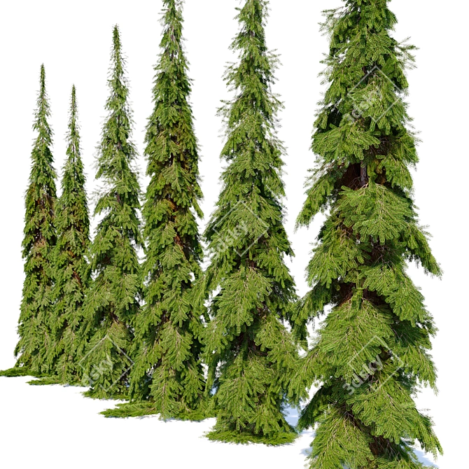 Cascade White Spruce Trio 3D model image 2