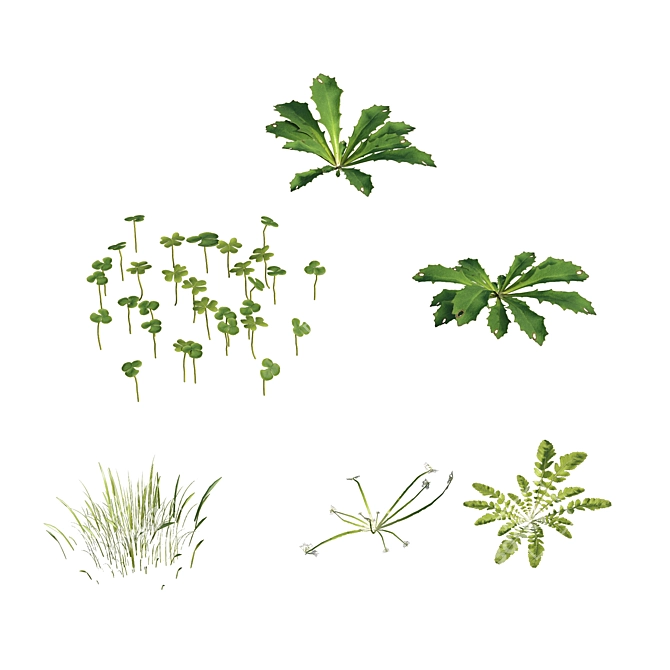 Corona Scatter Grass Collection Set 3D model image 3