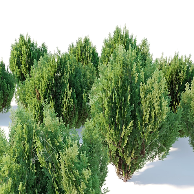 Chinese Arborvitae Tree Pair, 2m 3D model image 3