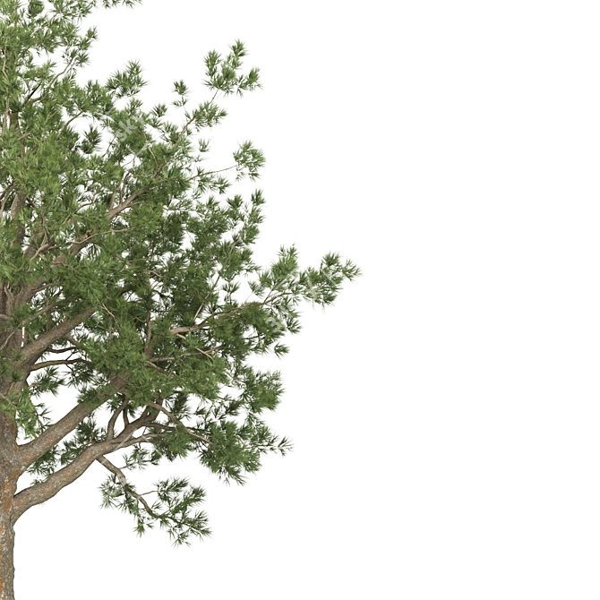 Oak & Pine Duo Forest 3D model image 3