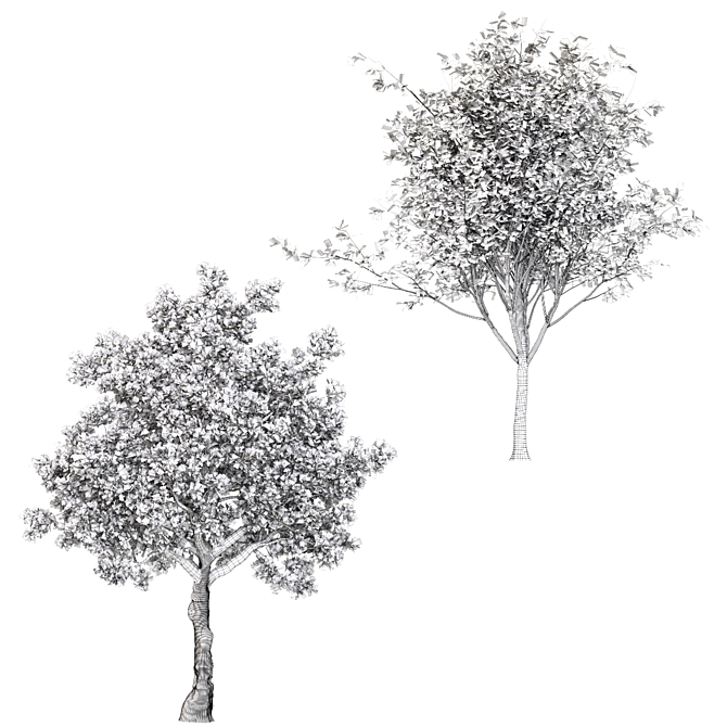 Oak & Pine Duo Forest 3D model image 5