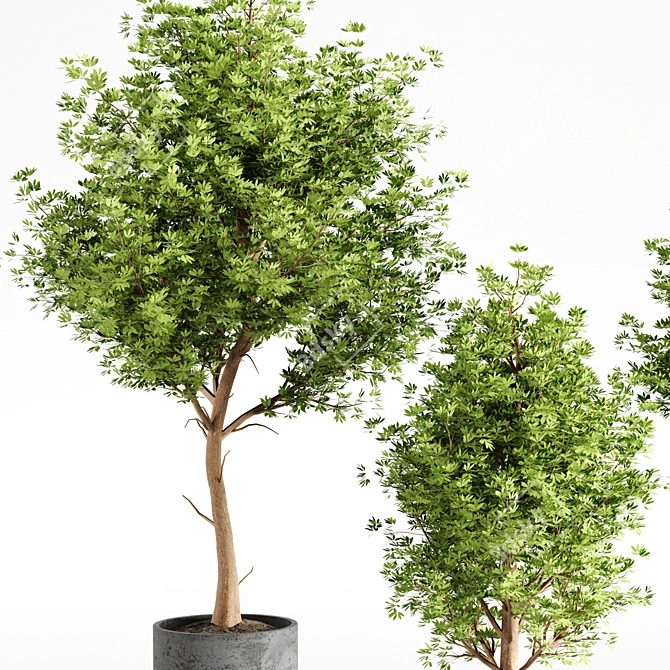 Concrete Pot Set with Indoor Plants 3D model image 3