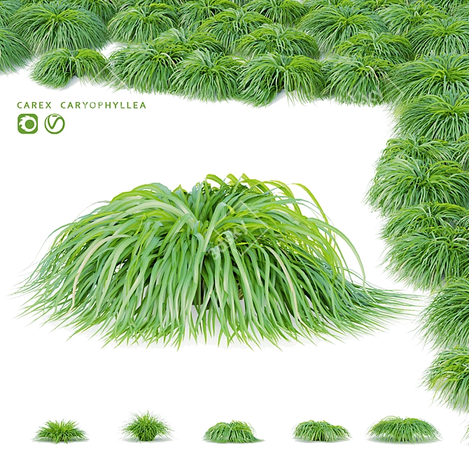 Spring Grass Collection | Carex caryophyllea 3D model image 1