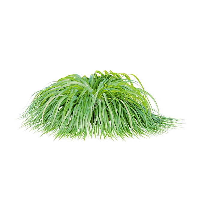 Spring Grass Collection | Carex caryophyllea 3D model image 2