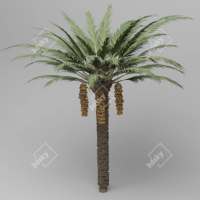 Natural Date Palm Tree Model 3D model image 1