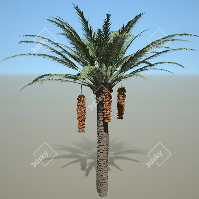 Natural Date Palm Tree Model 3D model image 3