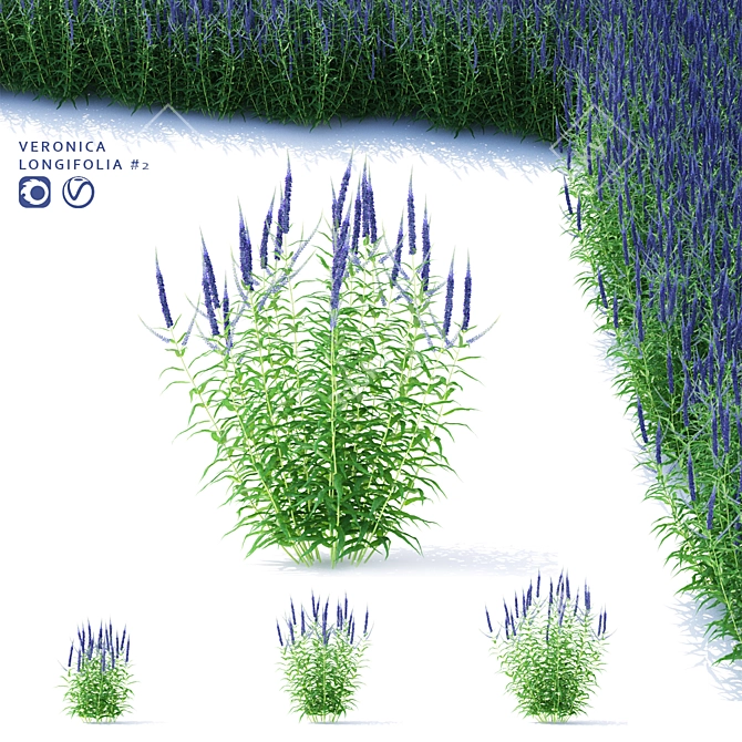 Veronica Longifolia Plant Collection 3D model image 1
