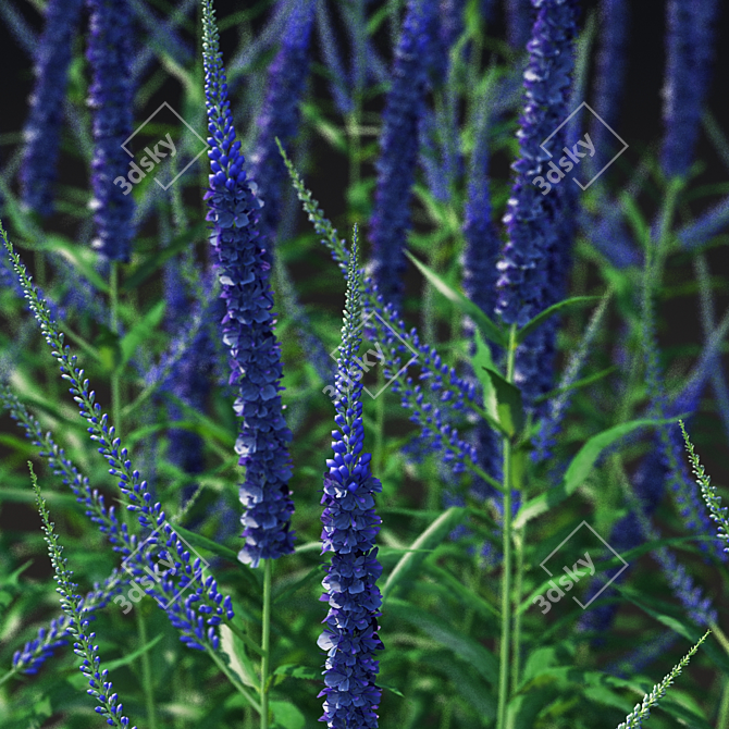 Veronica Longifolia Plant Collection 3D model image 5