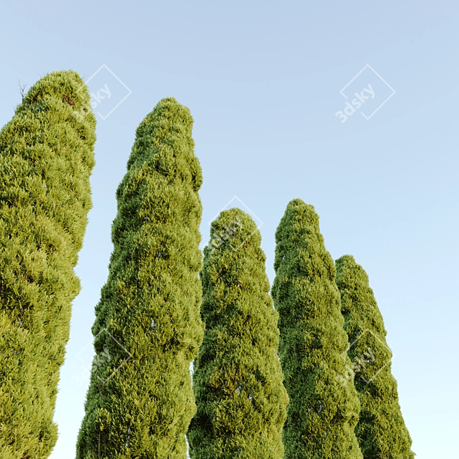 Mediterranean Cypress Trees Duo 3D model image 3