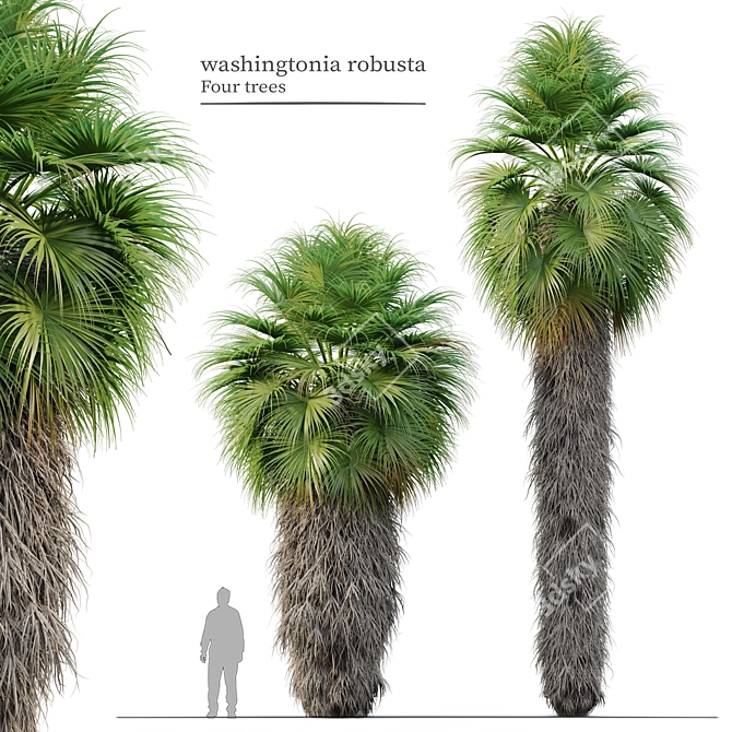 Mexican Fan Palm Trees, Pair 3D model image 1