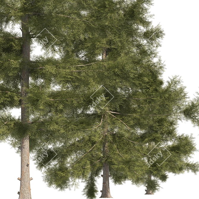 3 Cyprus Cedar Tree Models 3D model image 2