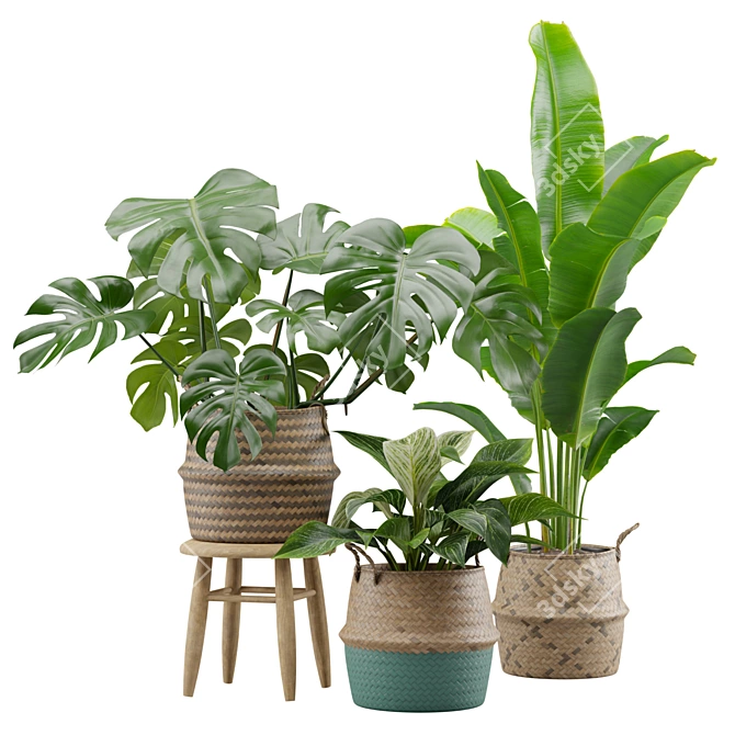 Exotic Indoor Plant Collection Pack 3D model image 1