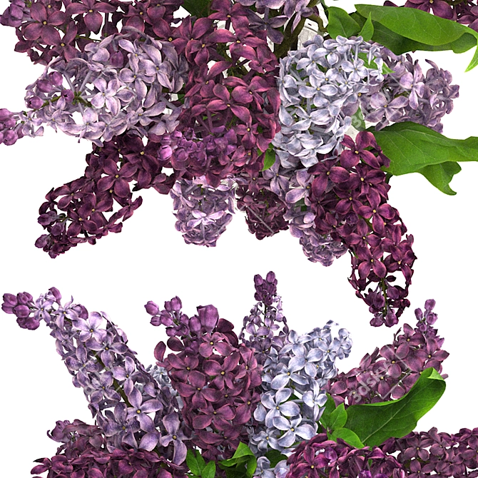 Lavender Beauty 3D Model  3D model image 3