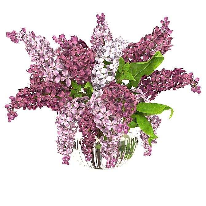 Lavender Beauty 3D Model  3D model image 14