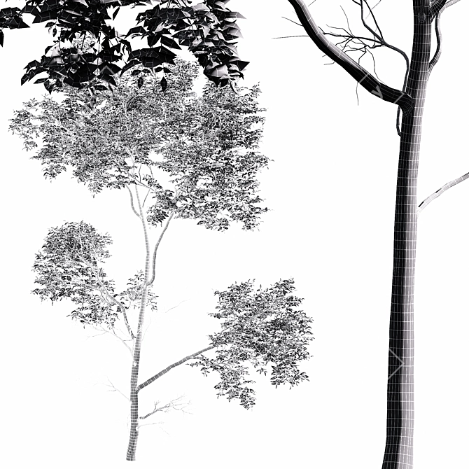 Variable Oak Tree Models Bundle 3D model image 3