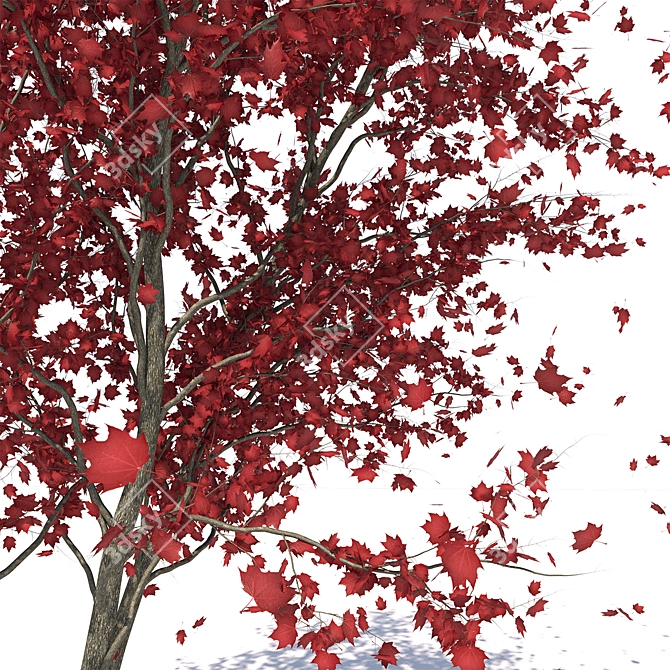 Autumn Red Urban Maple Tree 3D model image 2