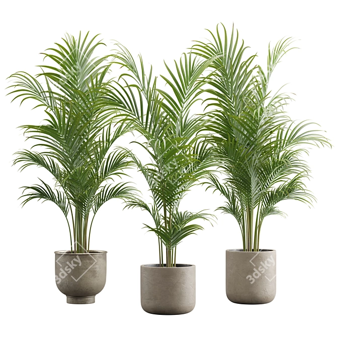 Exotic Areca Palm Set 3D model image 1