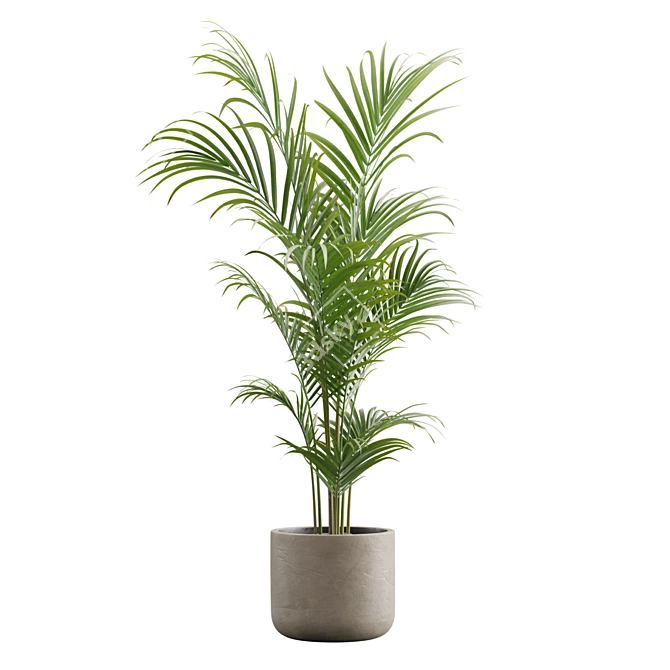 Exotic Areca Palm Set 3D model image 6