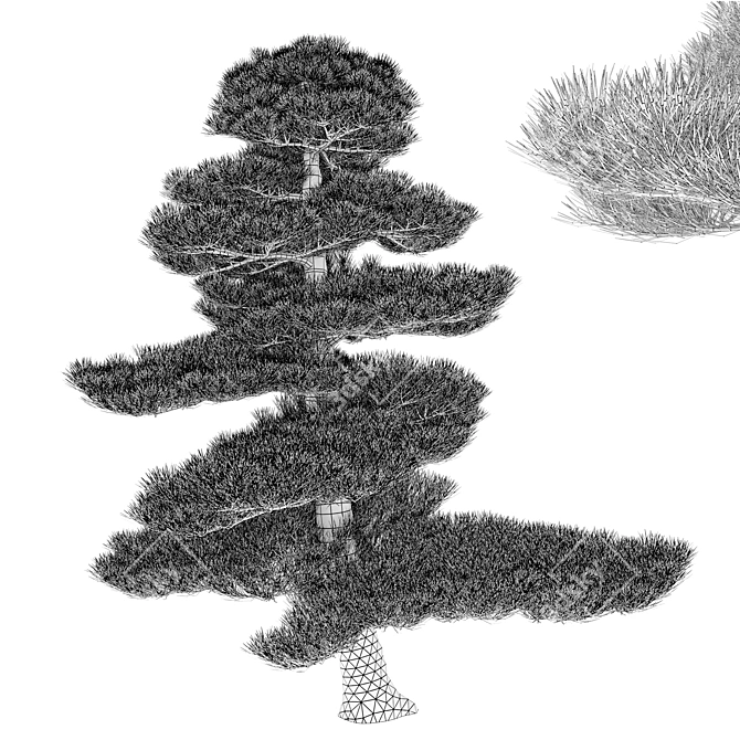 Manchurian Red Pine 3D Model 3D model image 4