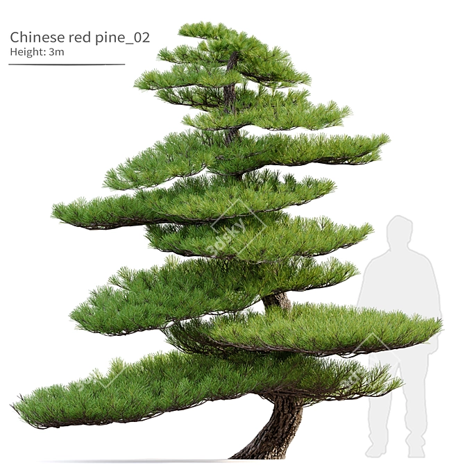 Red Pine Bonsai Tree Model 3D model image 1